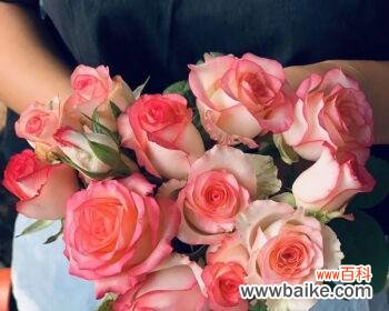 解读爱莎玫瑰的深刻内涵,传递情感的力量 爱莎玫瑰花语与寓意