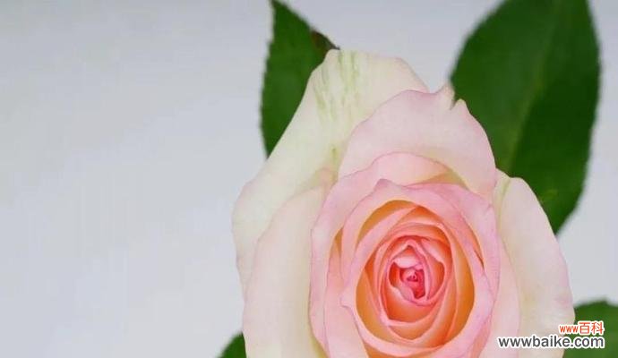 解读爱莎玫瑰的深刻内涵,传递情感的力量 爱莎玫瑰花语与寓意