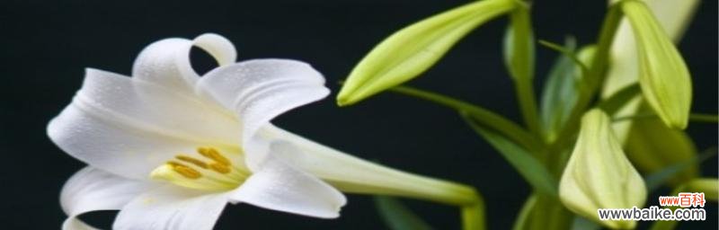 探索白百合花语的深层含义 白百合的花语-纯洁与美丽的象征