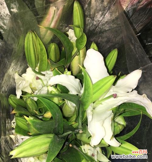 探索白百合花语的深层含义 白百合的花语-纯洁与美丽的象征