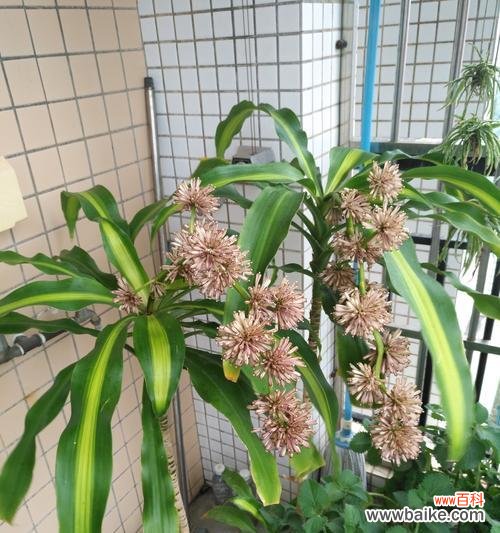 探寻铁树开花的奇迹与意义 以巴西铁树开花的寓意