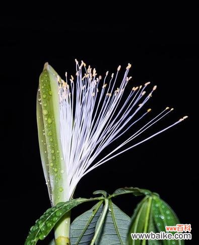 探寻铁树开花的奇迹与意义 以巴西铁树开花的寓意