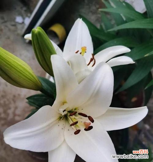 解读白百合花的象征与意义 白百合花的象征意义