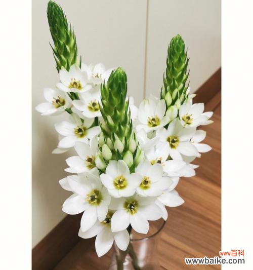 解读白百合花的象征与意义 白百合花的象征意义