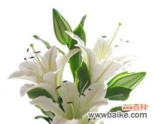 探寻白百合花所代表的美好与意义 白百合花的含义与象征