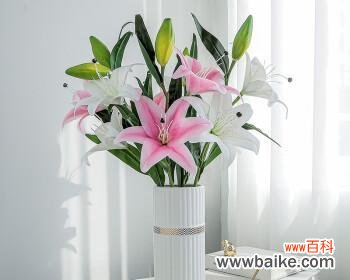 以白百合花为媒介，探讨花卉在文化中的重要角色 白百合花的象征意义及文化传承