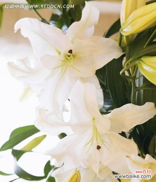 深情厚意的白百合，诠释真爱的花朵 白百合花语与寓意