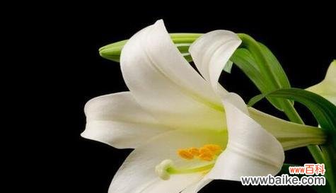 深情厚意的白百合，诠释真爱的花朵 白百合花语与寓意