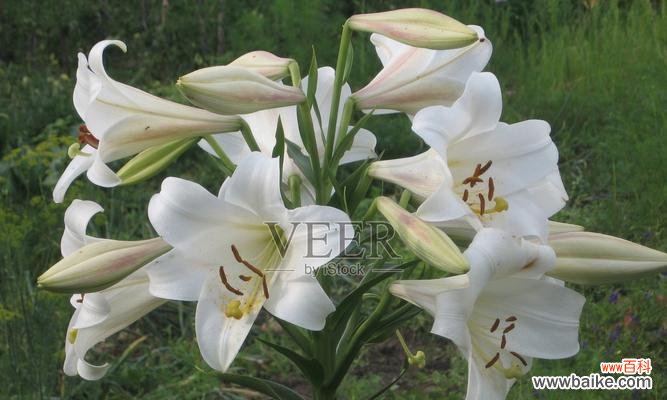 纯洁、守护、希望、爱情、敬意 白百合花的寓意与象征