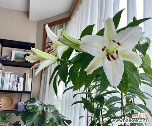 探寻白百合花的美丽芬芳与深刻寓意 白百合花