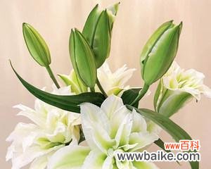 探寻白百合花的美丽芬芳与深刻寓意 白百合花