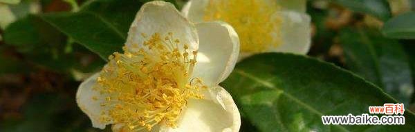 探秘白茶花的情感表达与象征意义 白茶花的花语与意义