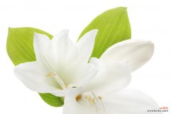 探索白百合花语的深层意义 白百合花语——纯洁与美丽的象征