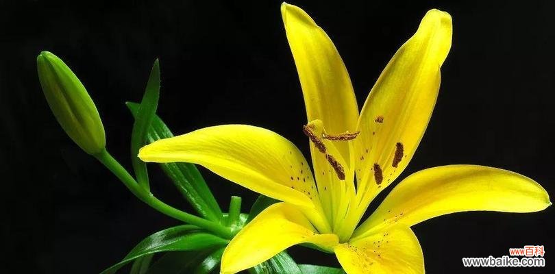 追寻纯洁与爱情的花海奇遇 白百合之梦