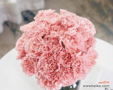 美丽坚强的康乃馨 康乃馨