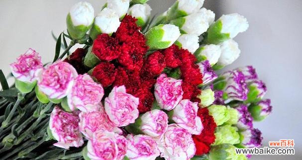 探寻康乃馨花的象征与价值 康乃馨的寓意和意义——美丽、爱与敬意