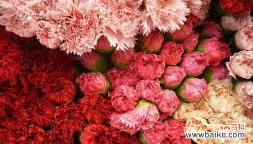 康乃馨的美丽与爱的传达 康乃馨的寓意与象征