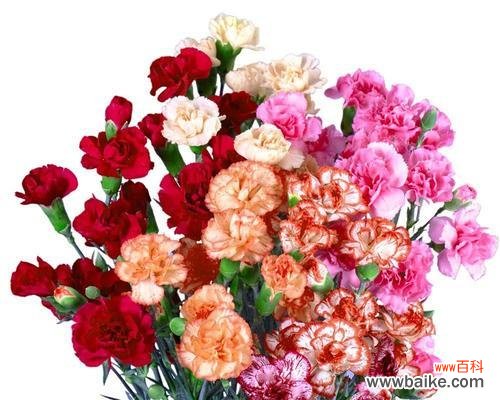 探索康乃馨花的浪漫寓意 康乃馨花的寓意和象征意义