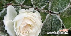 一朵枯萎的白玫瑰带来的思考与启示 枯萎的白玫瑰