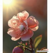 樱花在雨中开放的花语有何不同？