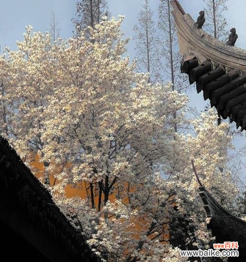 樱花在雨中开放的花语有何不同?