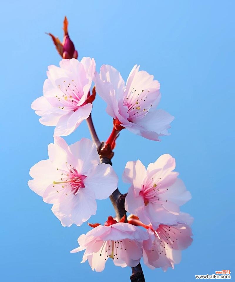 樱花在雨中开放的花语有何不同?