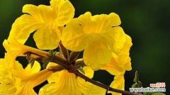 风中花语是什么香味？风中花语如何影响我们的情绪？