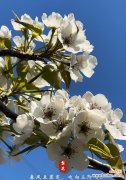 梨花树的花语和寓意有哪些？