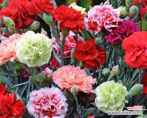 康乃馨的花语有哪些?