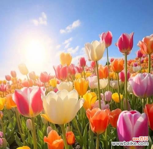 郁金香最旺的花语有何特别之处？