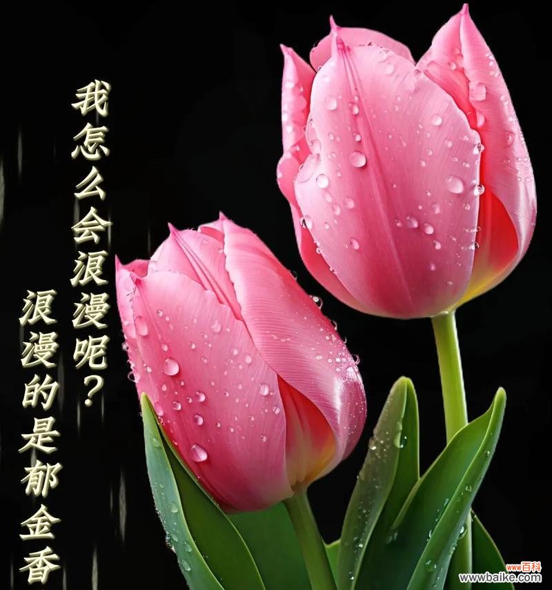 郁金香最旺的花语有何特别之处？