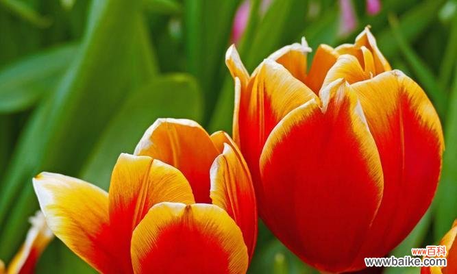 郁金香最旺的花语有何特别之处？