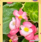 秋天有哪些好看的花及其花语？它们各自象征着什么？