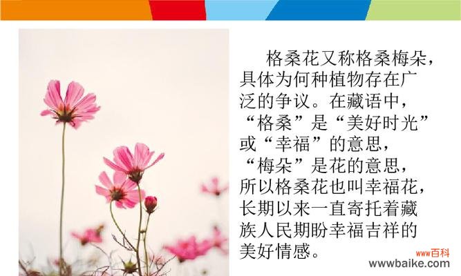 鲜花植物的花语代表什么?如何理解它们的含义?