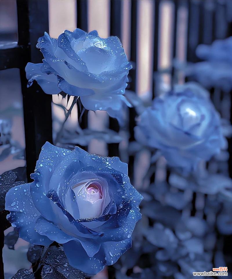 奶蓝色玫瑰花语有何特殊含义？