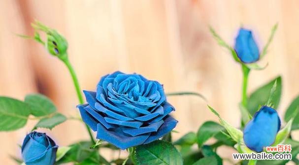 奶蓝色玫瑰花语有何特殊含义？