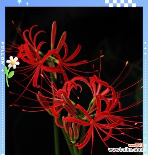 什么样的花具有花语?花语通常代表什么?