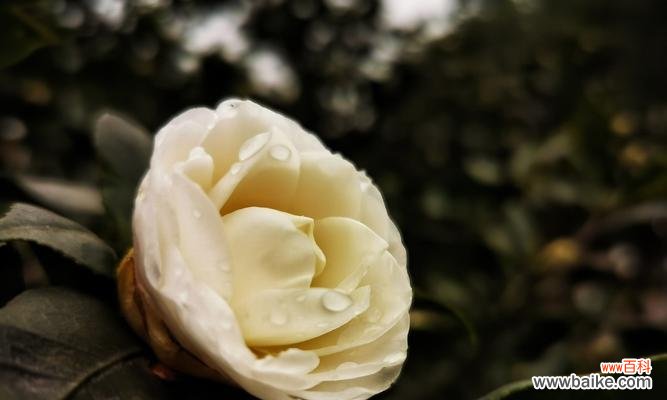 一朵小小的白茶花,诉说着千言万语 白茶花花语