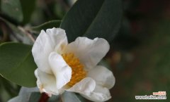 一朵小小的白茶花，诉说着千言万语 白茶花花语