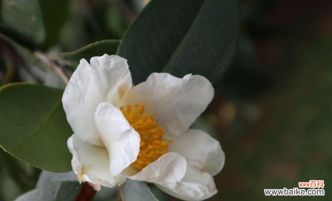 一朵小小的白茶花,诉说着千言万语 白茶花花语