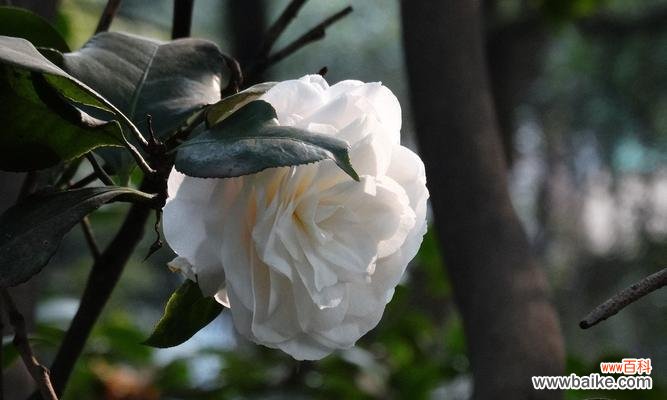 一朵小小的白茶花,诉说着千言万语 白茶花花语