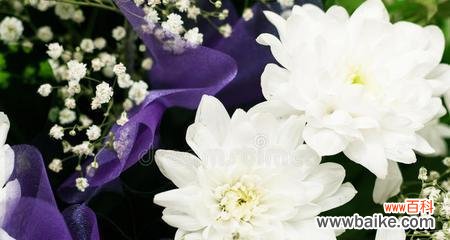 纯洁、忠诚与逆境坚韧 白菊花的寓意与象征