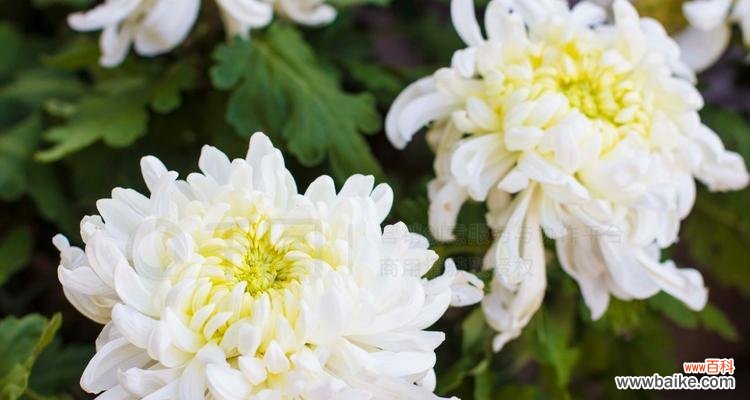 纯洁、忠诚与逆境坚韧 白菊花的寓意与象征