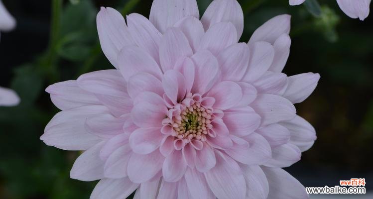 白菊花的花语是什么？揭开花语的奥秘 白菊花的花语及其意义解析