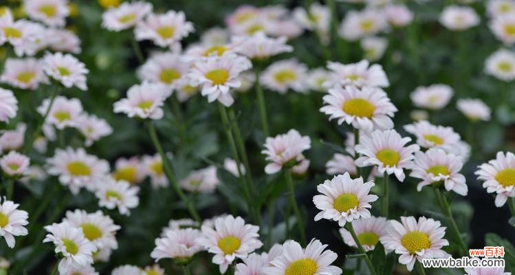 白菊花的花语是什么？揭开花语的奥秘 白菊花的花语及其意义解析