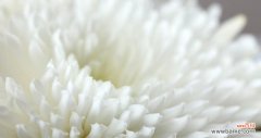 白菊花的美丽盛开与深远含义 白菊花的象征意义与美丽传说