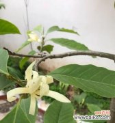 探索白兰花的神秘与美丽 白兰花的象征意义与魅力