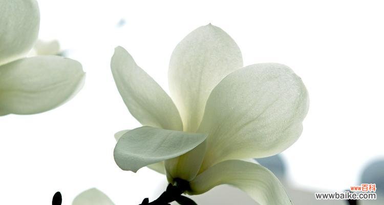 探索白兰花的神秘与美丽 白兰花的象征意义与魅力