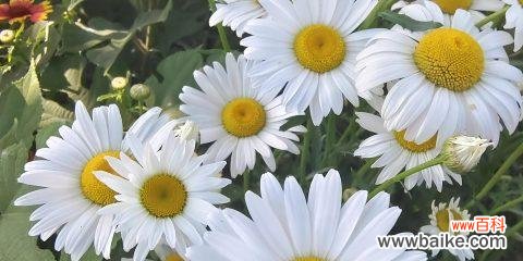 解读白菊花的代表寓意与传统文化内涵 白菊花的美丽与象征意义