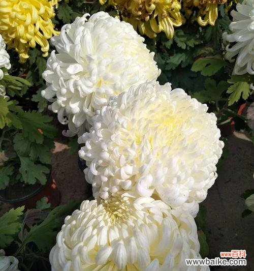 解读白菊花的代表寓意与传统文化内涵 白菊花的美丽与象征意义